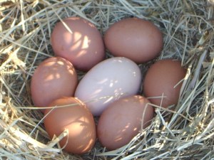 eggs today all 7 hens layed.