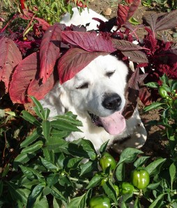 Burley its too hot in the garden lets go find some shade