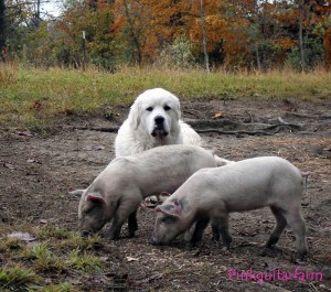 Jane and 5 week old piglets