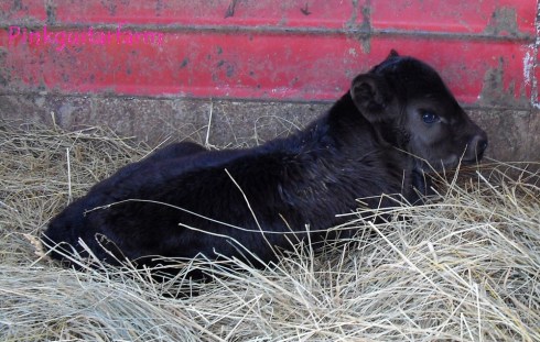 cow one week old