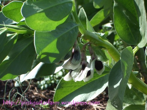 fava flowers