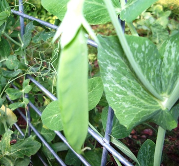 Summer snow pea