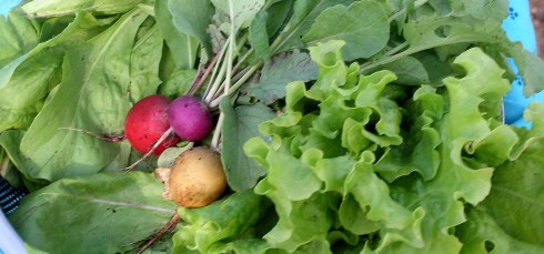 chicory lettuce radish
