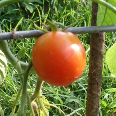 First tomato