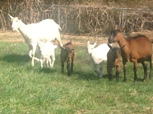 Tiramisu and Macchiato with kids
