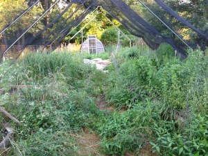 Springtime 2013: Pre-weeding, Pre-raised bed preparation and Pre-planting.