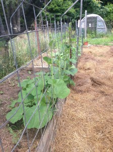 Can't you just taste those ripe tomatoes and squash already?  Can hardly wait!!!