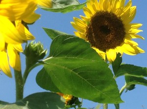 Sunflowers, planted by goats.  Who tossed their dinner bucket on the ground, which included black oil sunflower seeds.  Maybe they are more work than pigs.